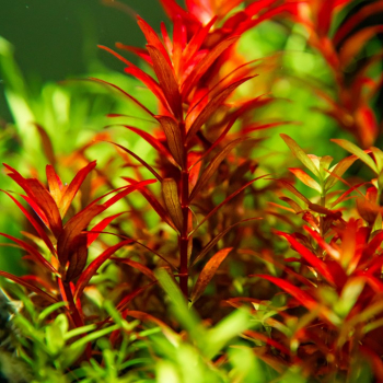 Rotala rotundifolia 'Blood Red' - Rundblättrige Rotala "Blutrot" 1-2-Grow!